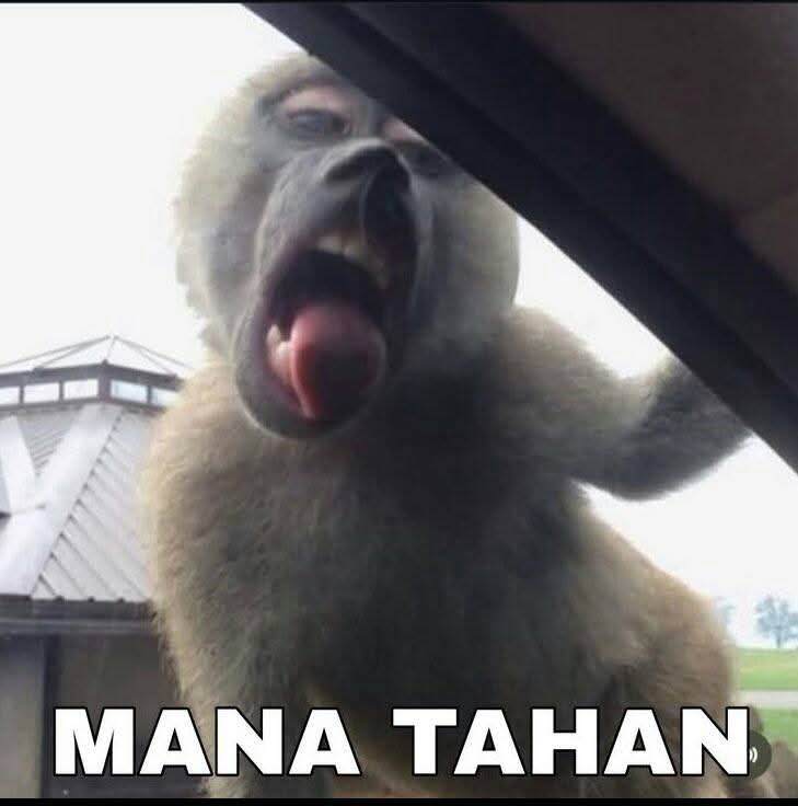 Sticker meme mana tahan dengan hashtag #monyet - Download PNG gratis di Doksli