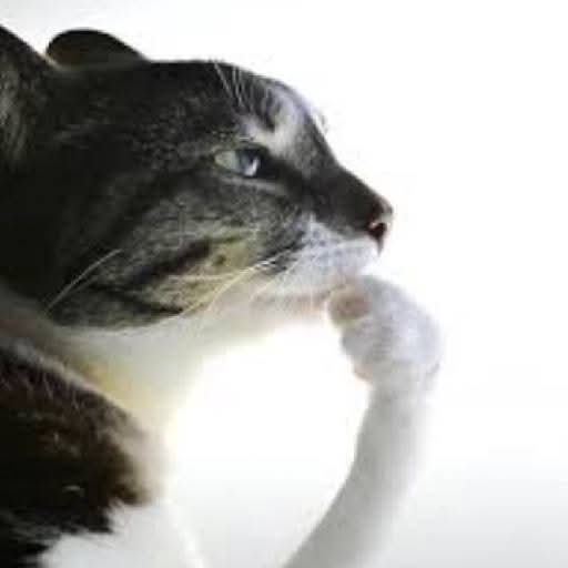 Sticker meme kucing mikir - Download PNG di Doksli